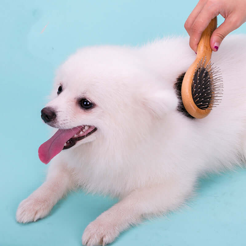 Fluffy white dog being groomed with a dog cleaning brush, featuring soft bristles for removing dirt and loose fur.