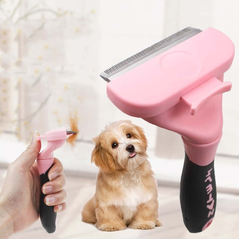  Find Nearby Pet Grooming Services You Can Trust