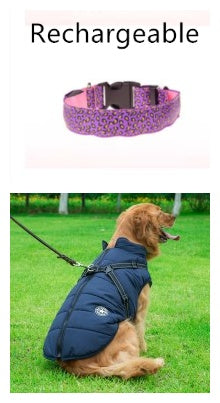 lighted dog collar